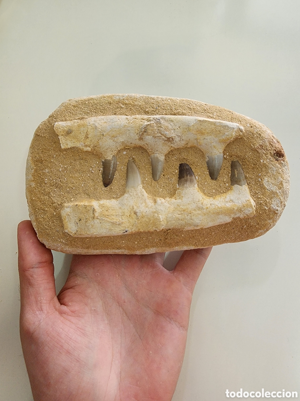 Coleccionismo de f&oacute;siles: Fosil Mandibula Mosasaurio Marruecos