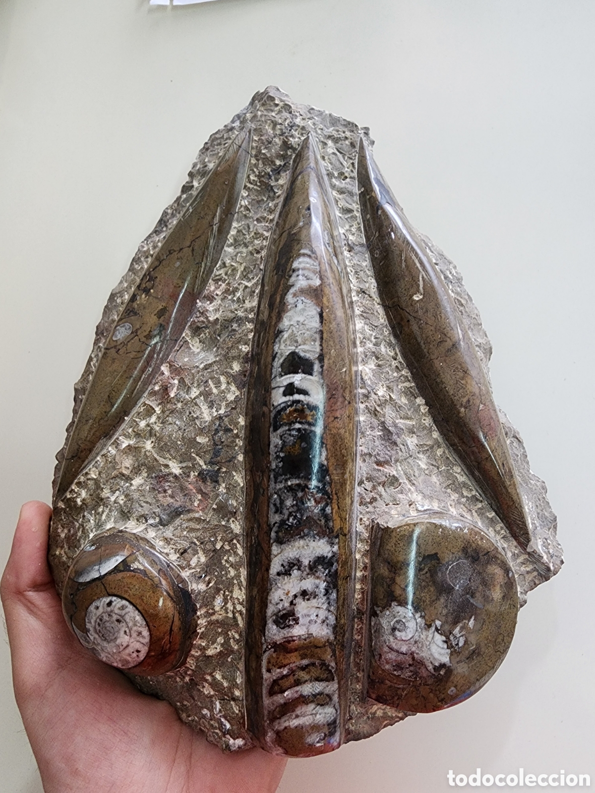 Coleccionismo de f&oacute;siles: Fosiles Orthoceras y Amonites misma Matriz