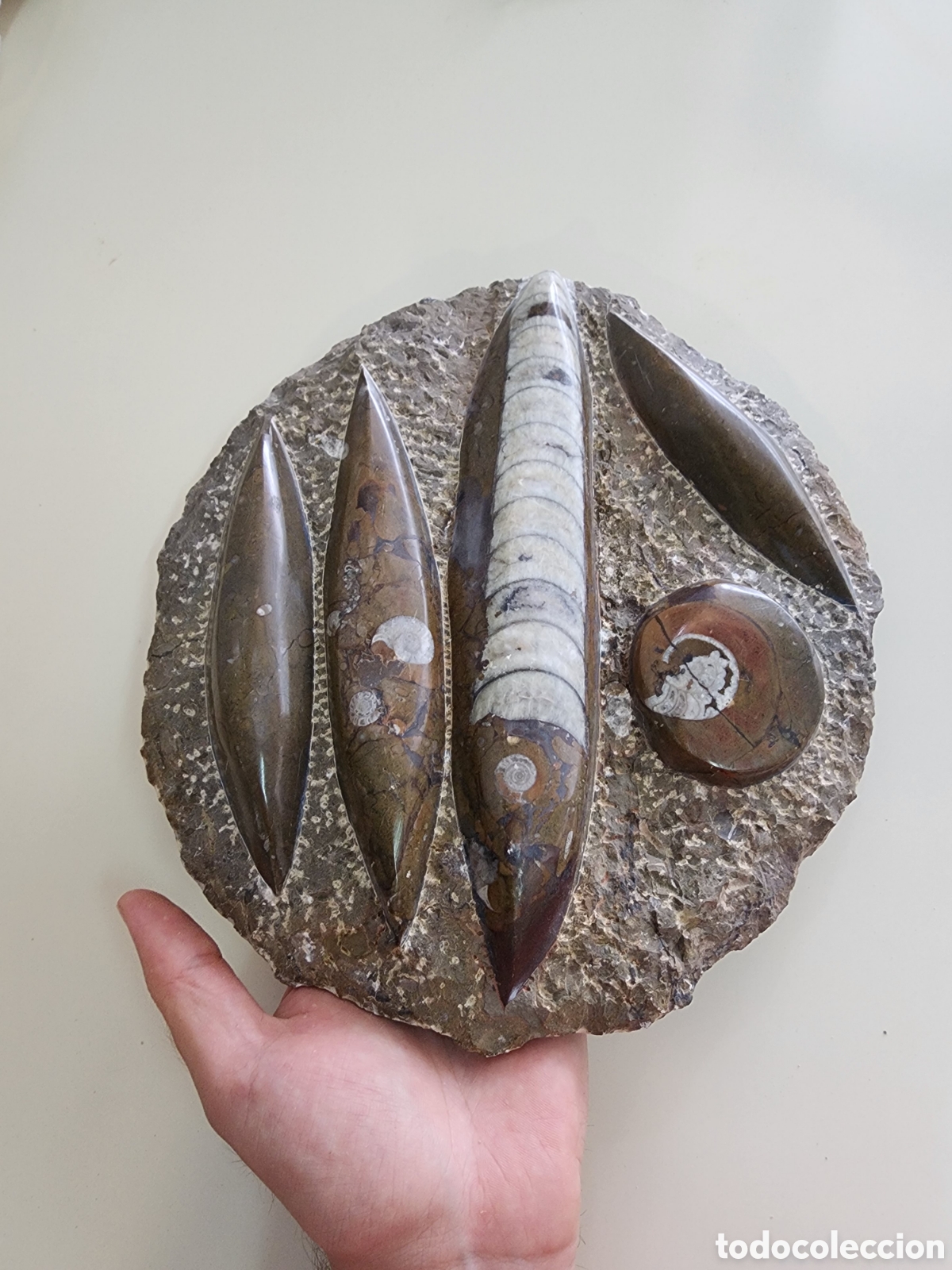 Coleccionismo de f&oacute;siles: Fosiles Orthoceras y Amonites en misma matriz