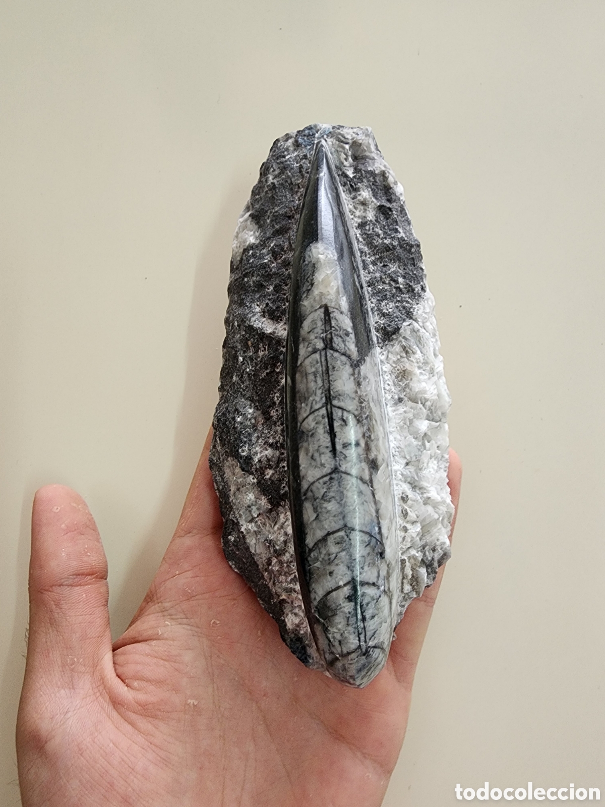 Coleccionismo de f&oacute;siles: Fosil Orthocera Solitaria Pulida