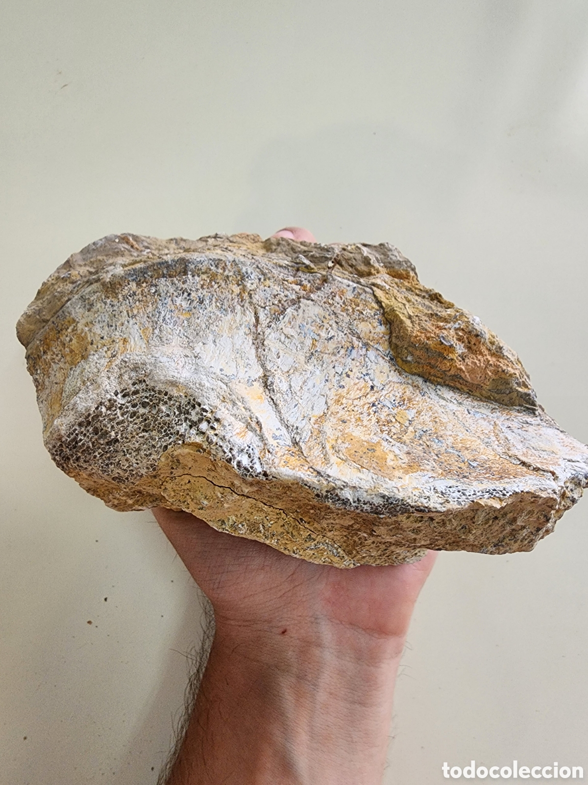 Coleccionismo de f&oacute;siles: Hueso Fosil de Dinosaurio pierna Sauropodo