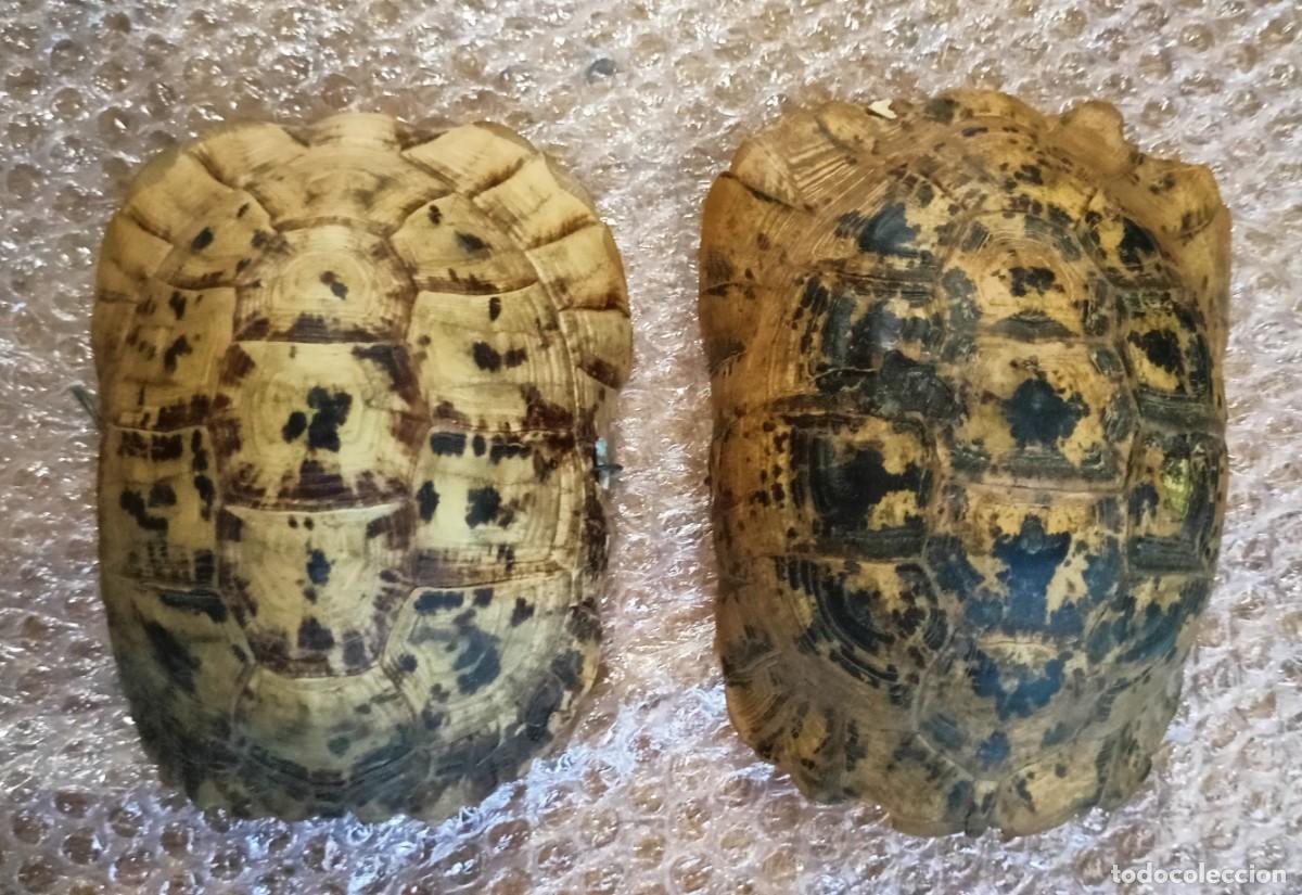 Coleccionismo de f&oacute;siles: Lote 2 caparazon tortuga a&ntilde;os 60 70 Asia