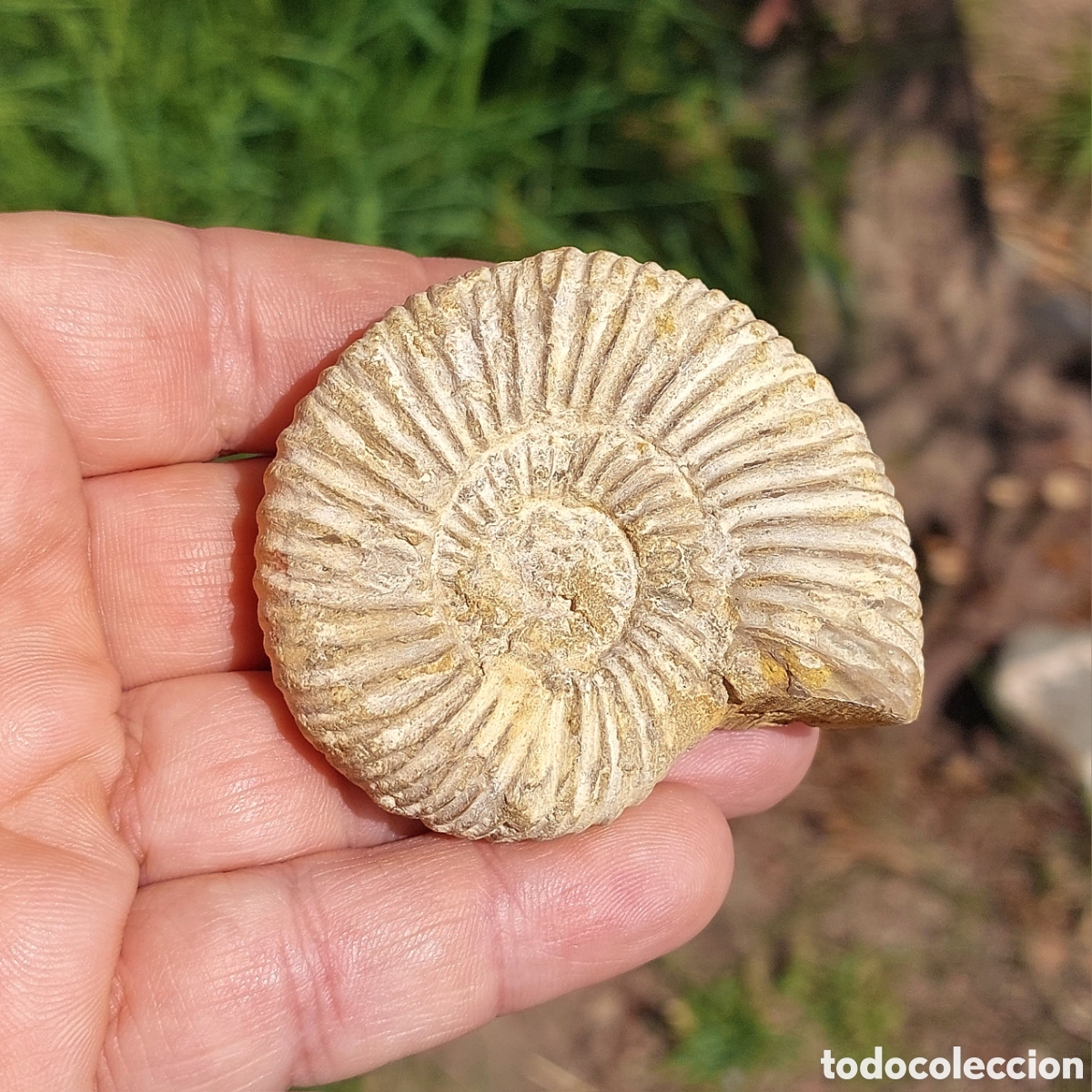 Coleccionismo de f&oacute;siles: Amonite Choffatia de Madagascar 7 cm