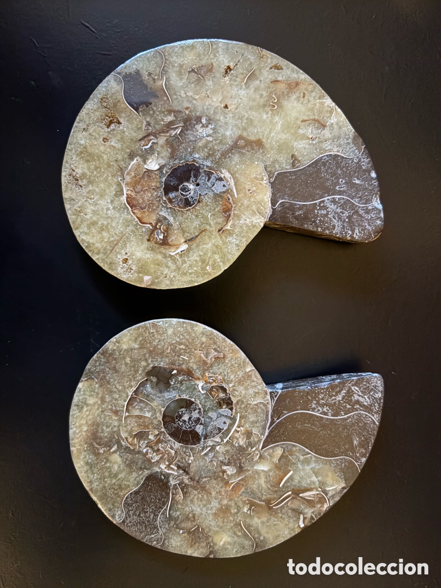 Sammlung von Fossilien: Amonite - Par de amonitas f&oacute;siles pulidas &ndash; tonos miel &ndash; colecci&oacute;n privada