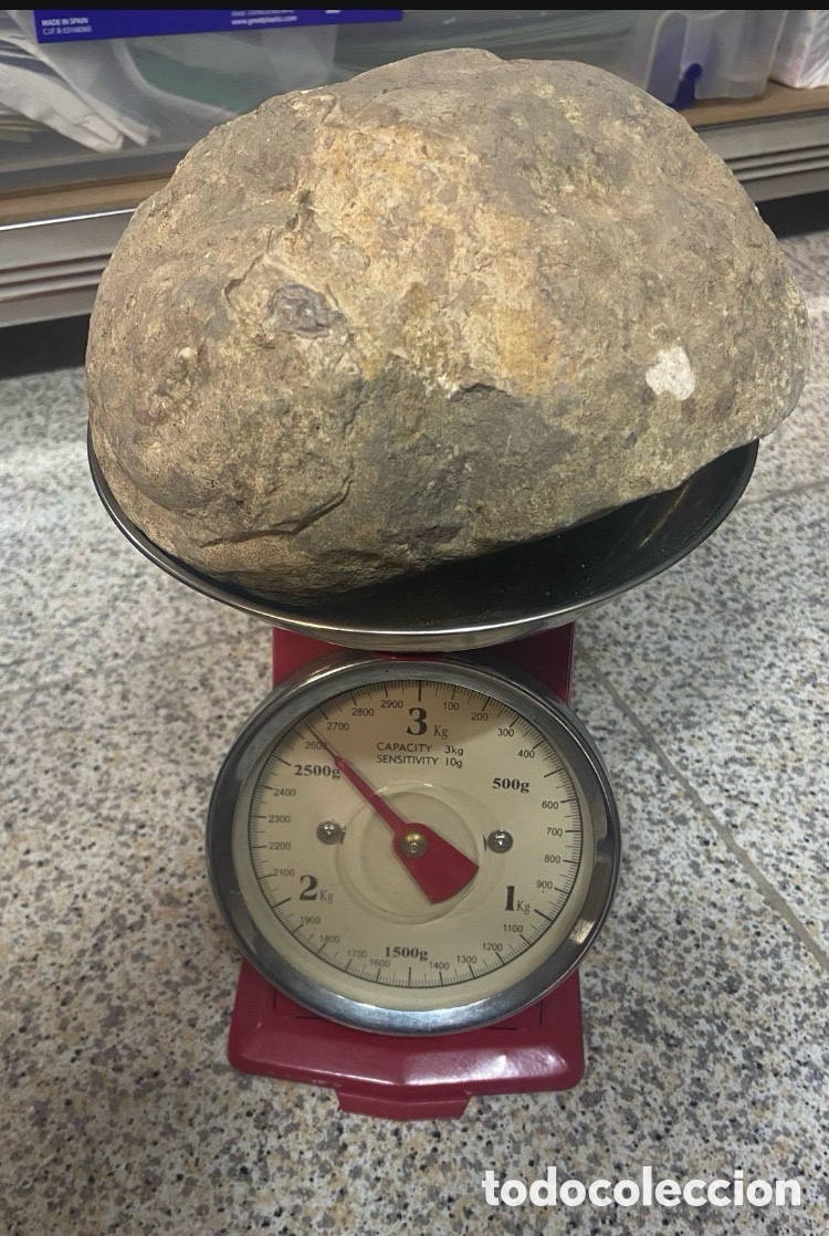 Coleccionismo de f&oacute;siles: Impresionante f&oacute;sil caracol 2,6 kg