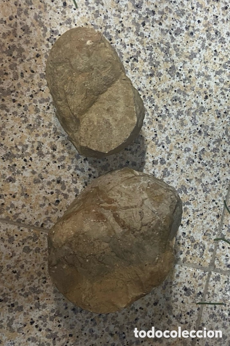 Coleccionismo de f&oacute;siles: Lote 2 f&oacute;siles caracol