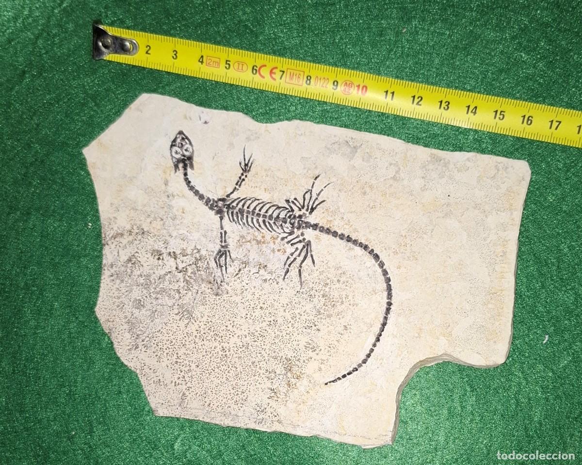 Coleccionismo de f&oacute;siles: fosil de keichosaurus