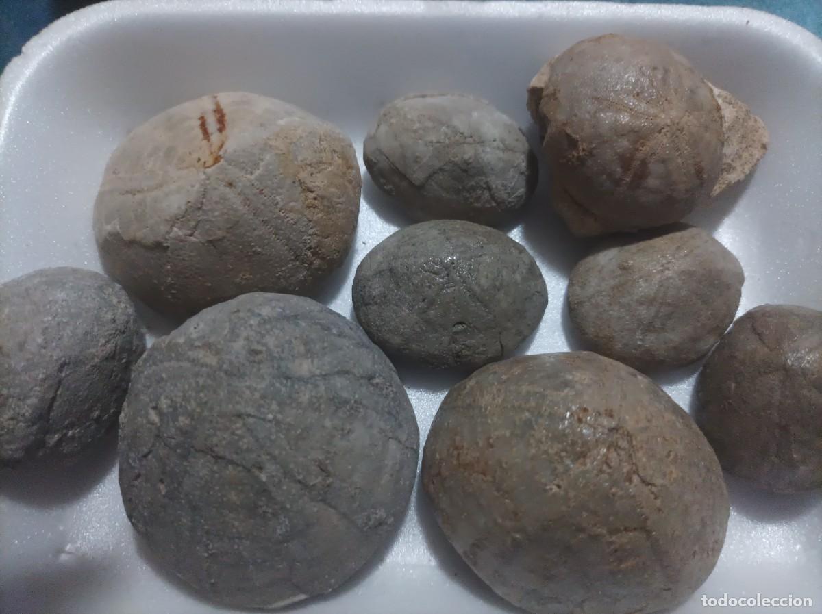 Sammlung von Fossilien: F&oacute;siles echinolampas