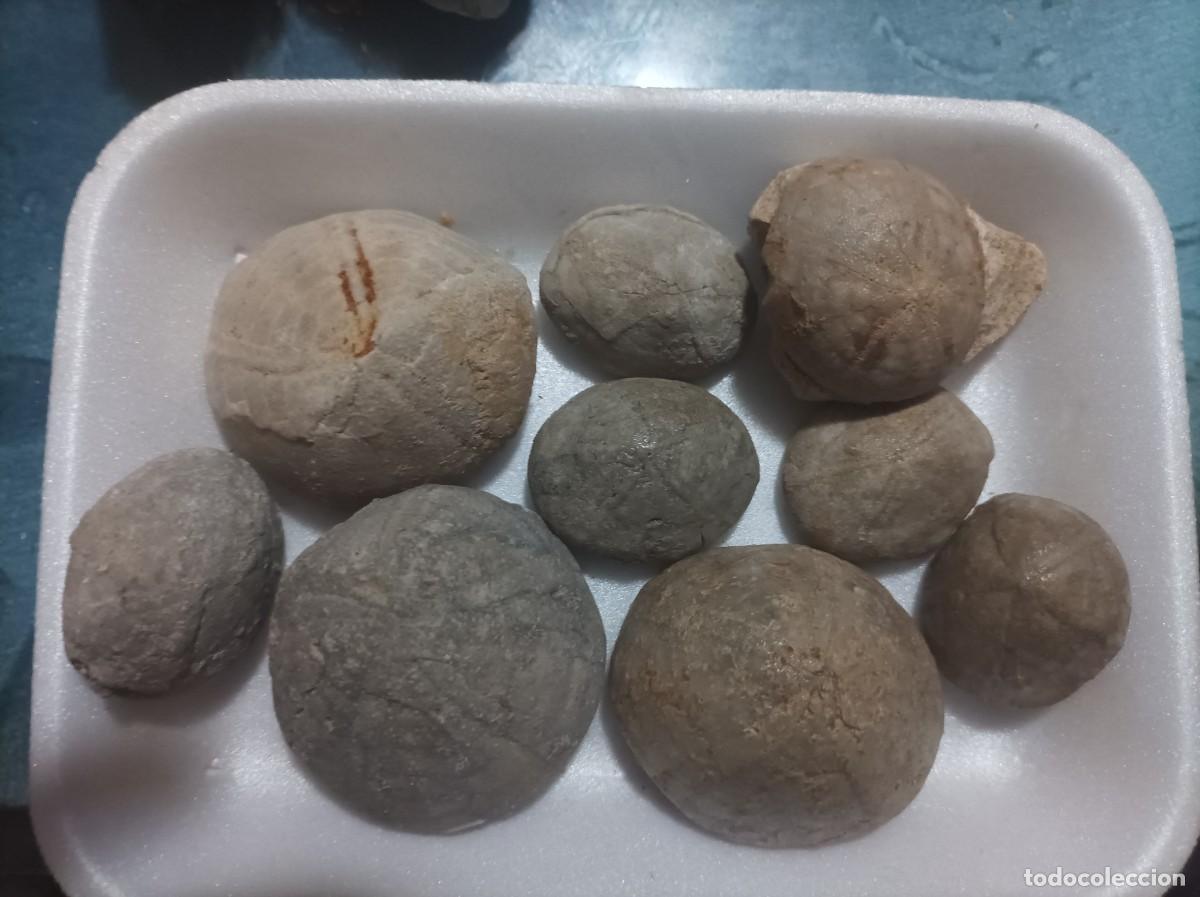 Coleccionismo de f&oacute;siles: F&oacute;siles echinolampas - Foto 2