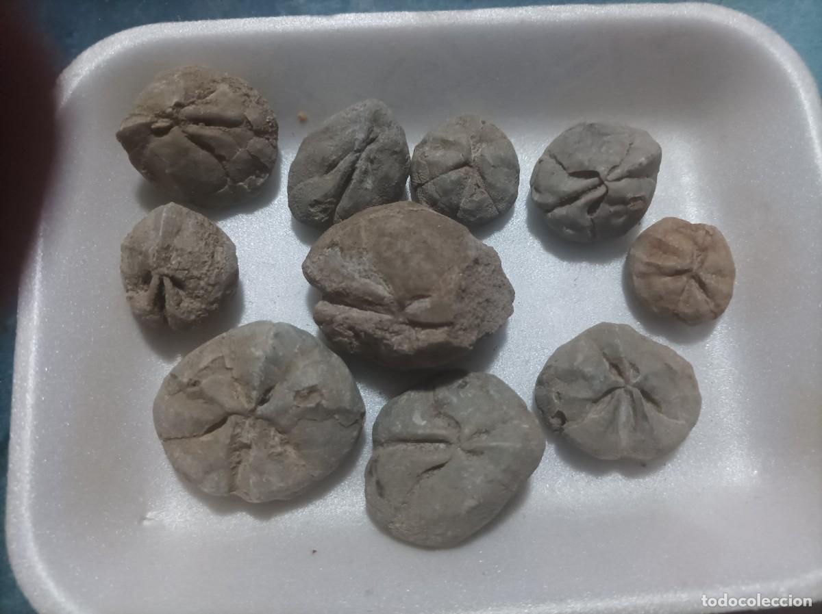 Sammlung von Fossilien: Lote shizaster sp. Erizos