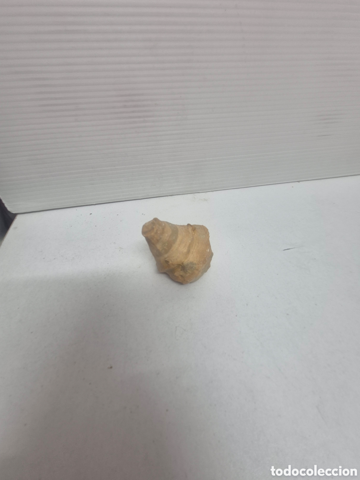 Sammlung von Fossilien: F&oacute;siles Tit&oacute;nico Golfo de Morella