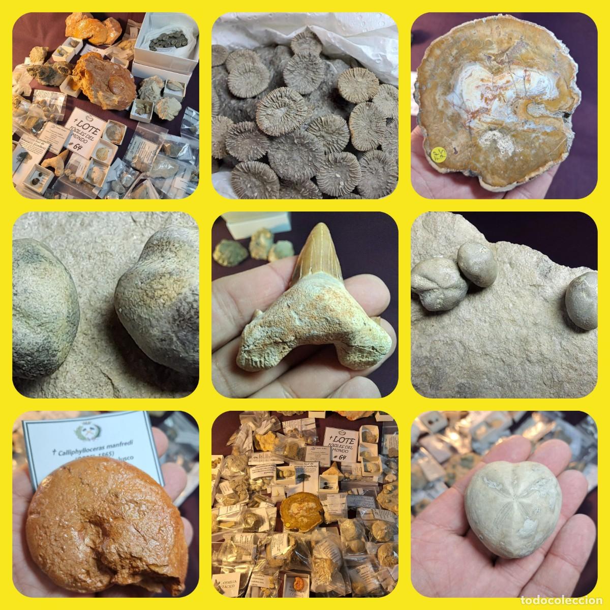 Fossil Collection: OFERTA-OCASI&Oacute;N-OPORTUNIDAD-LOTE - F&Oacute;SILES DEL MUNDO ## 64&hellip;
