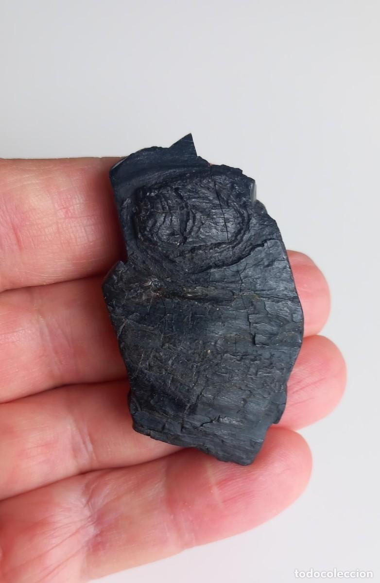 Coleccionismo de f&oacute;siles: AZABACHE EN BRUTO. ASTURIAS. GEMAS. MINERALES. JOYER&Iacute;A. F&Oacute;SIL. BRUJER&iacute;A. AMULETO.