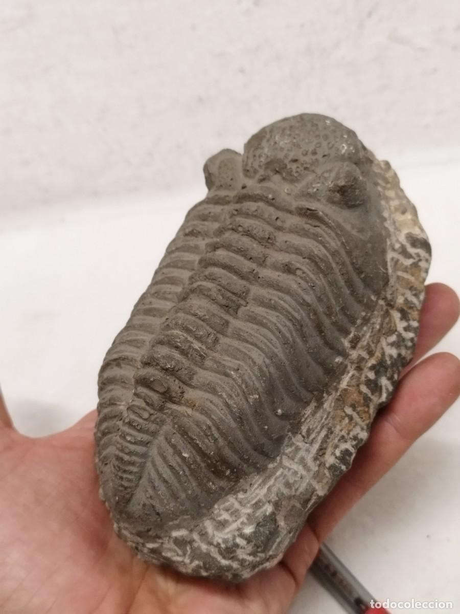 Coleccionismo de f&oacute;siles: Antiguo f&oacute;sil de trilobites. A identificar.