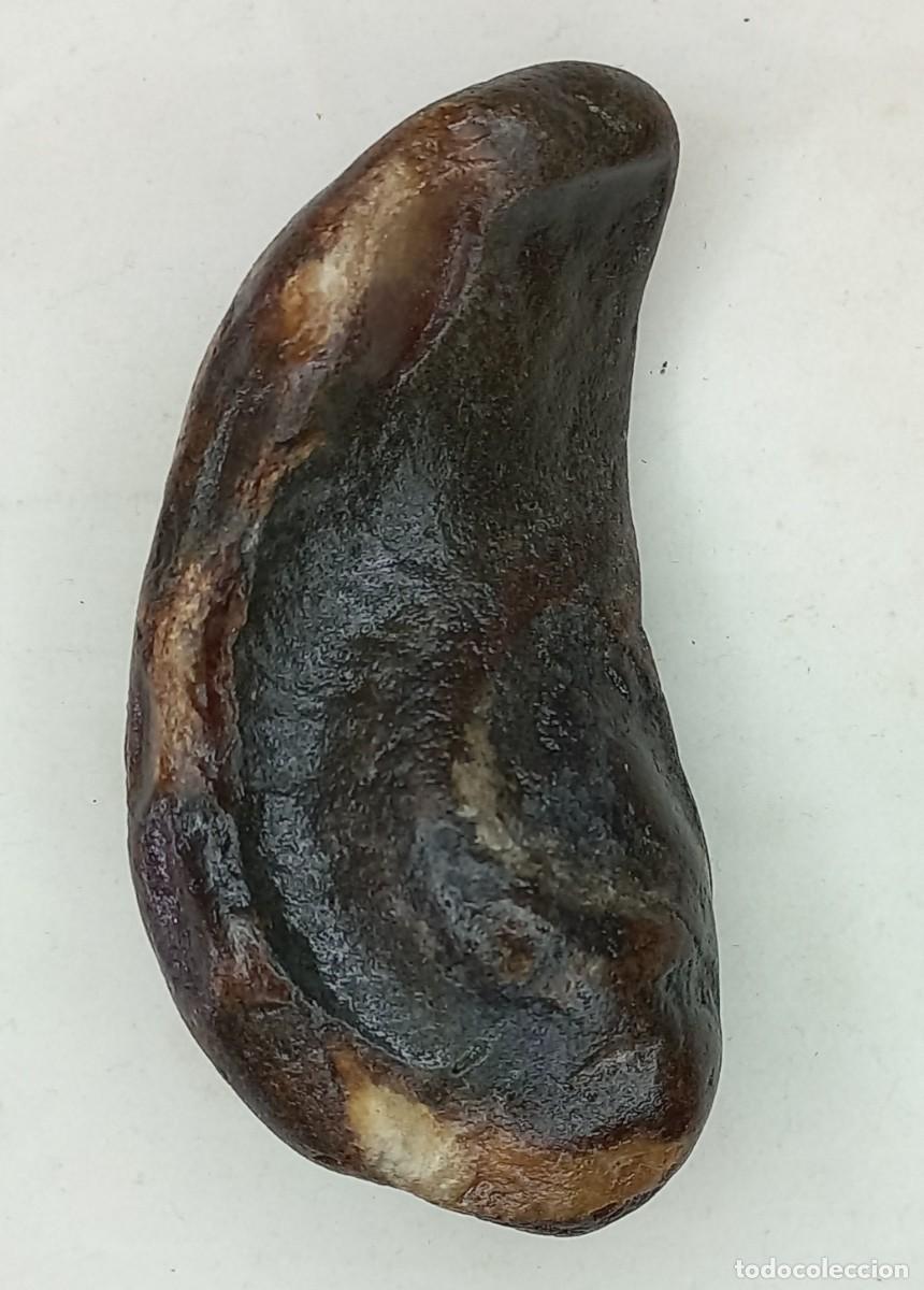 Colecionismo de f&oacute;sseis: EXCELENTE TIMPANO FOSIL , HUESO TIMPANICO DE BALLENA