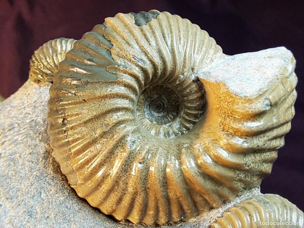 Coleccionismo de f&oacute;siles: Ammonite block, Cadoceras sp.,Pseudocadoceras sp. & Keplerites sp.,Ashton Keynes (Gloucestershire)