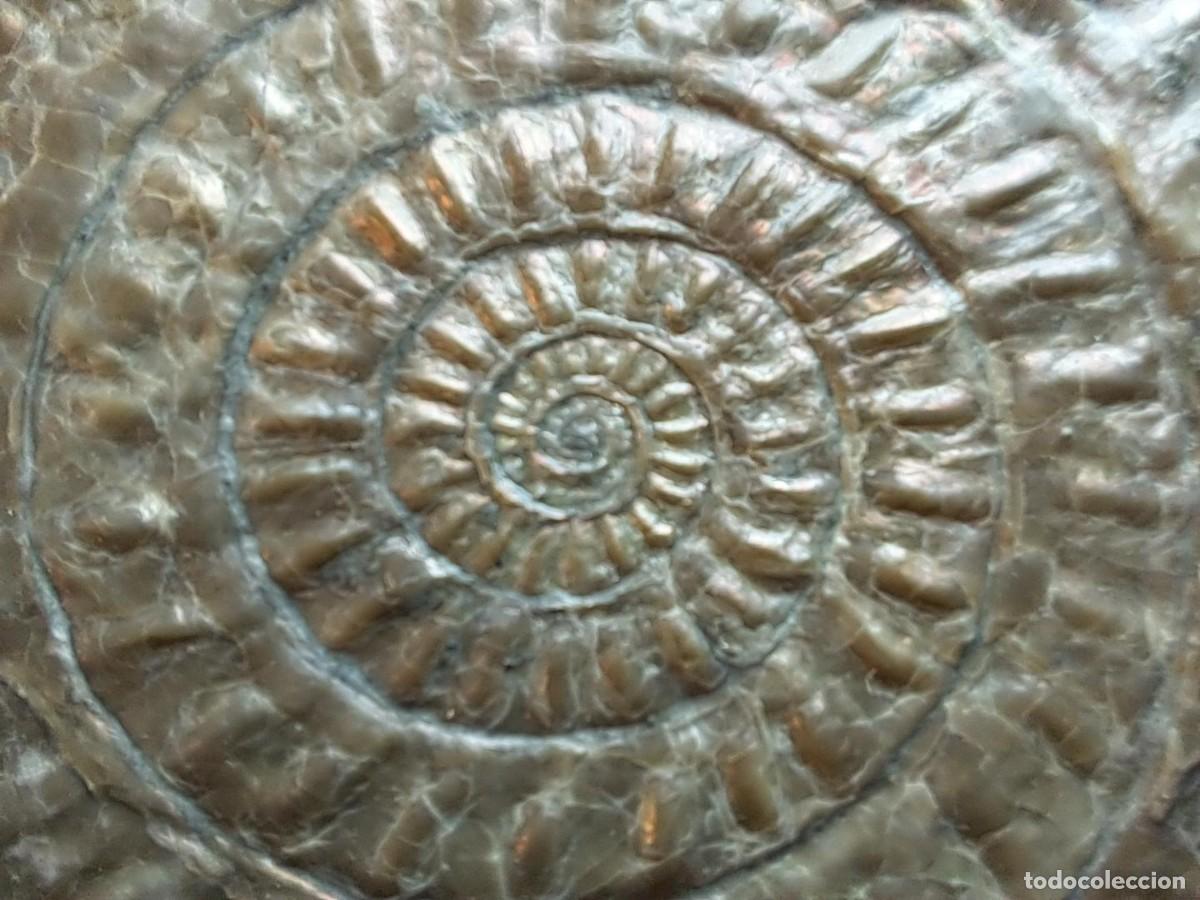 Fossil Collection: f&oacute;sil de ammonites,Psiloceras(Caloceras)johnstoni,Hettagiense, Somerset-Reino Unido