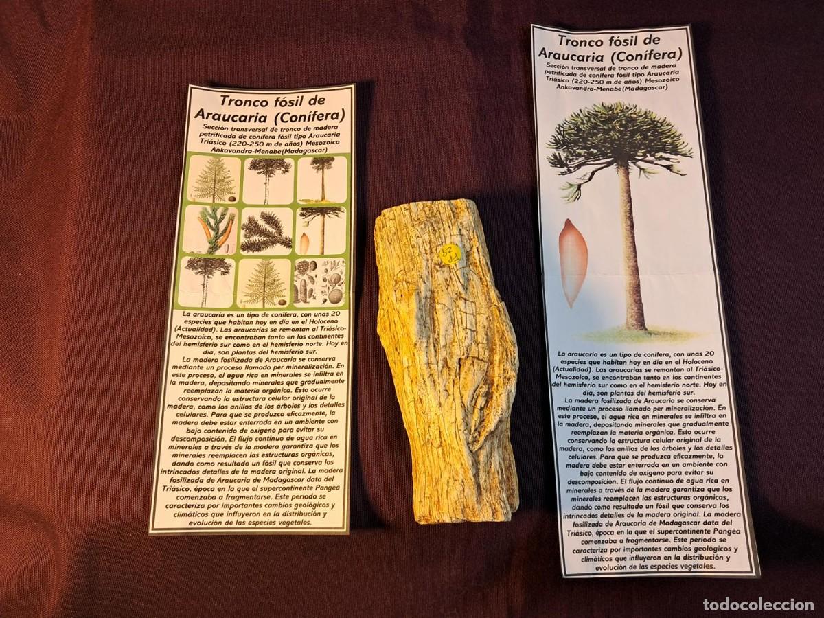 Fossil Collection: Tronco f&oacute;sil de Araucaria (Con&iacute;fera), Tri&aacute;sico de Madagascar