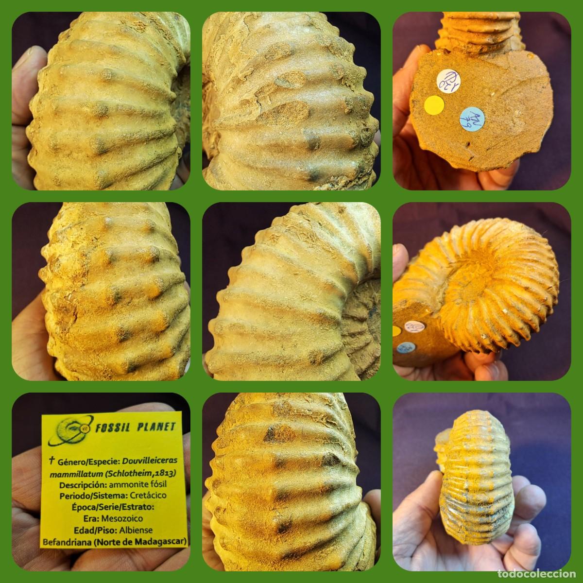 Fossil Collection: f&oacute;sil de ammonites,Douvilleiceras mammillatum de Madagascar