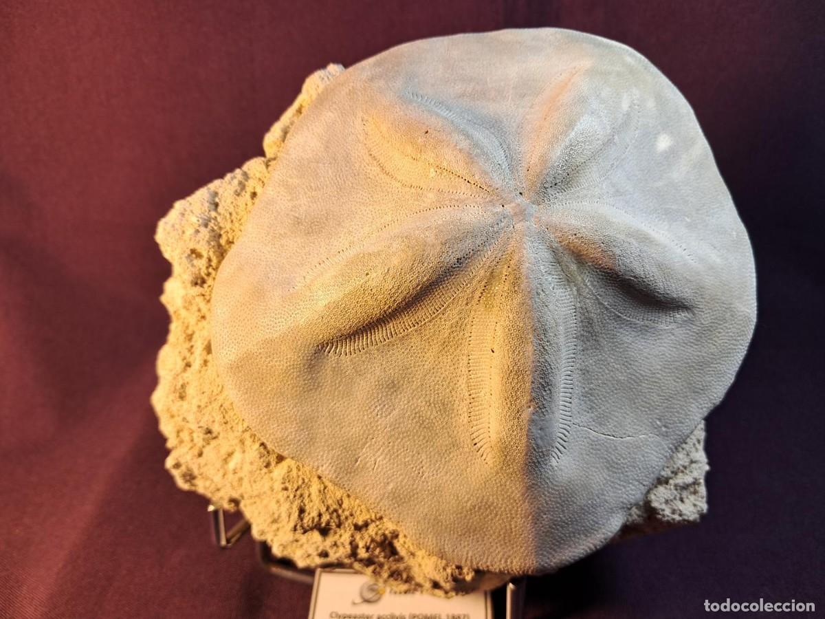 Coleccionismo de f&oacute;siles: Clypeaster acclivis(POMEL,1887),Serravalliense de Portugal **collector&acute;s choice