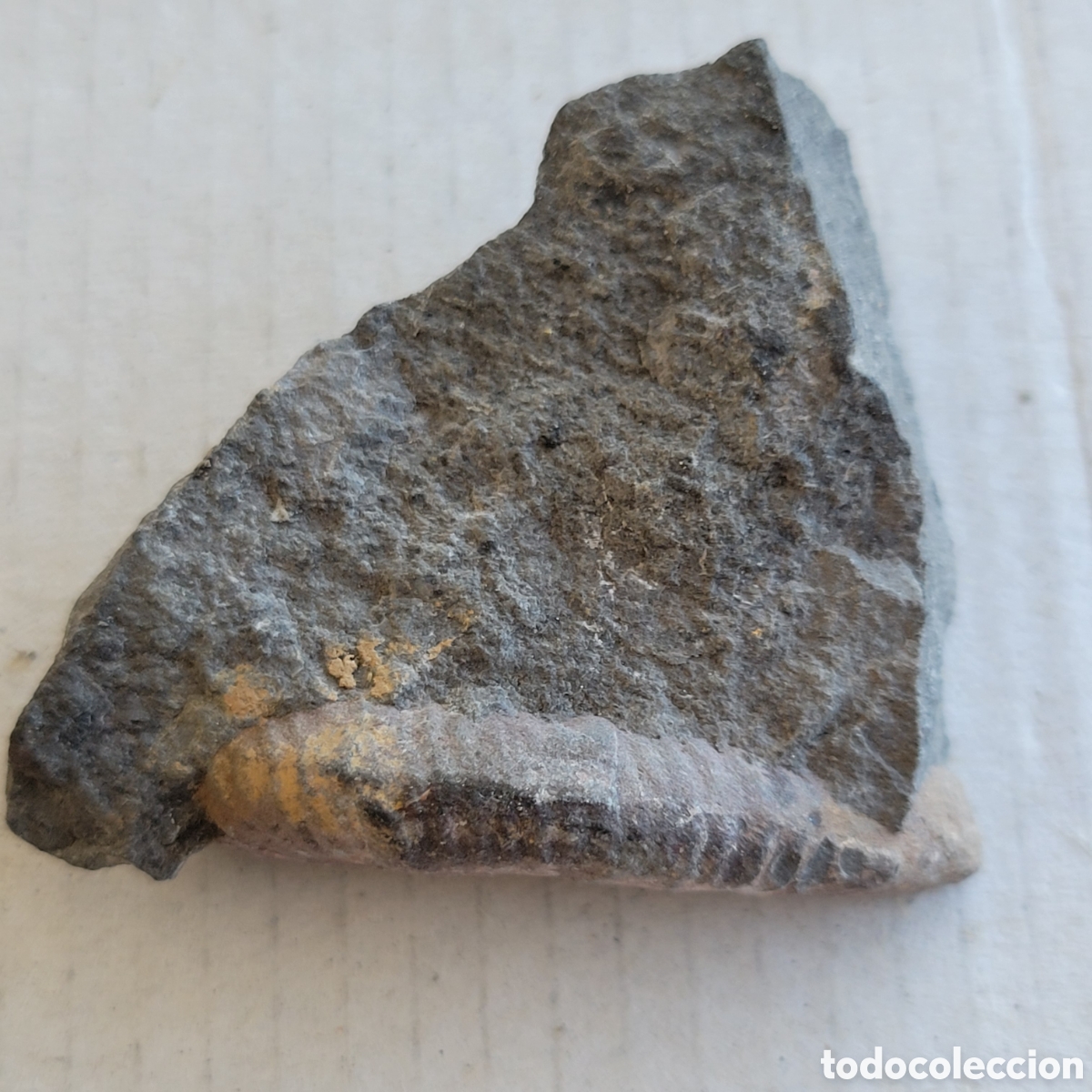 Coleccionismo de f&oacute;siles: Fosil prehistorico trilobites