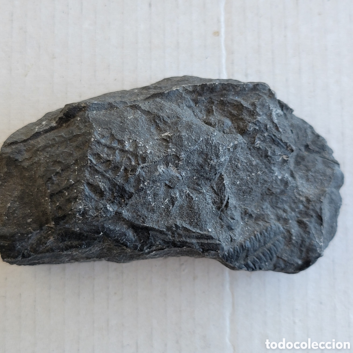 Coleccionismo de f&oacute;siles: Fosil helecho carbonifero