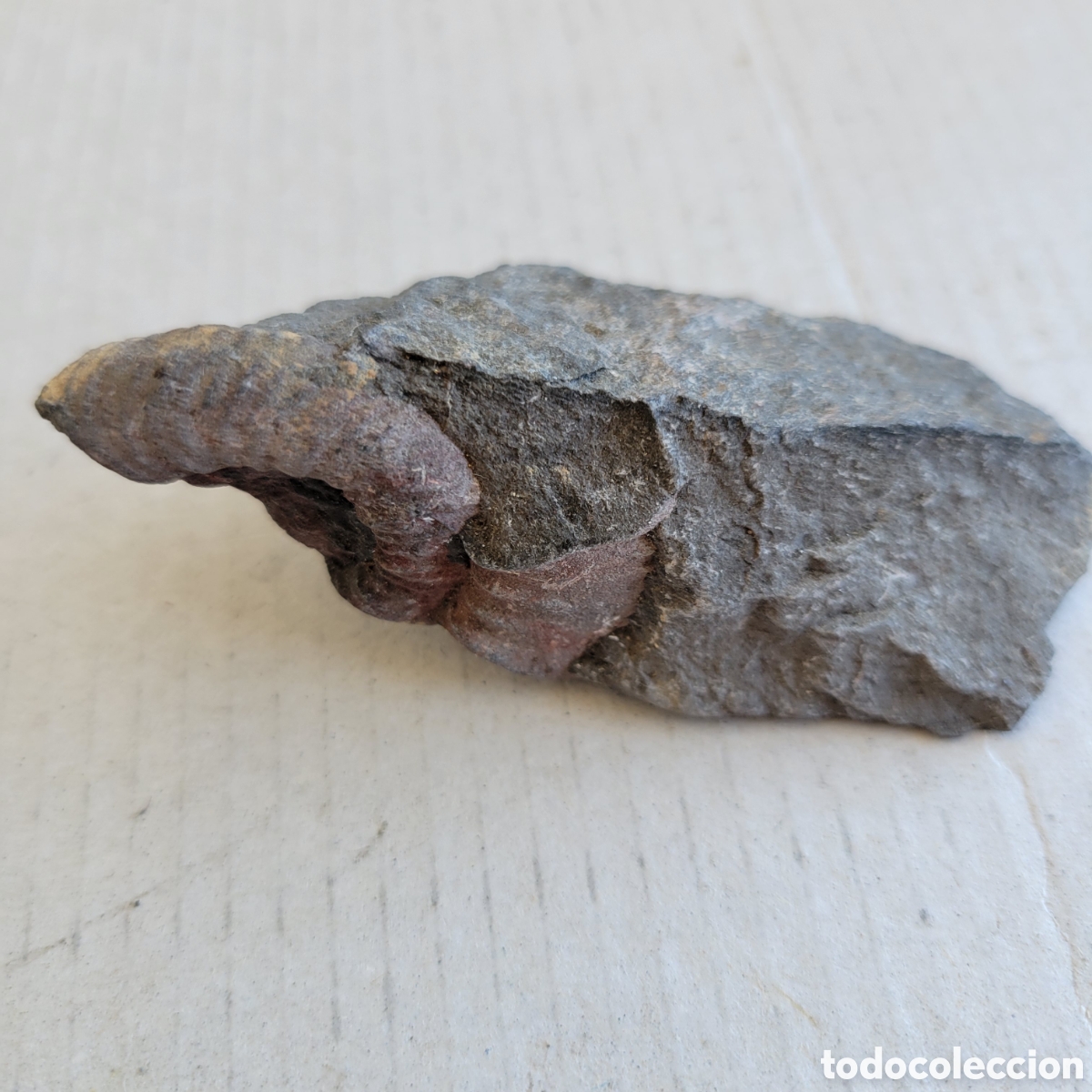 Fossil Collection: Fosil trilobites prehistoria