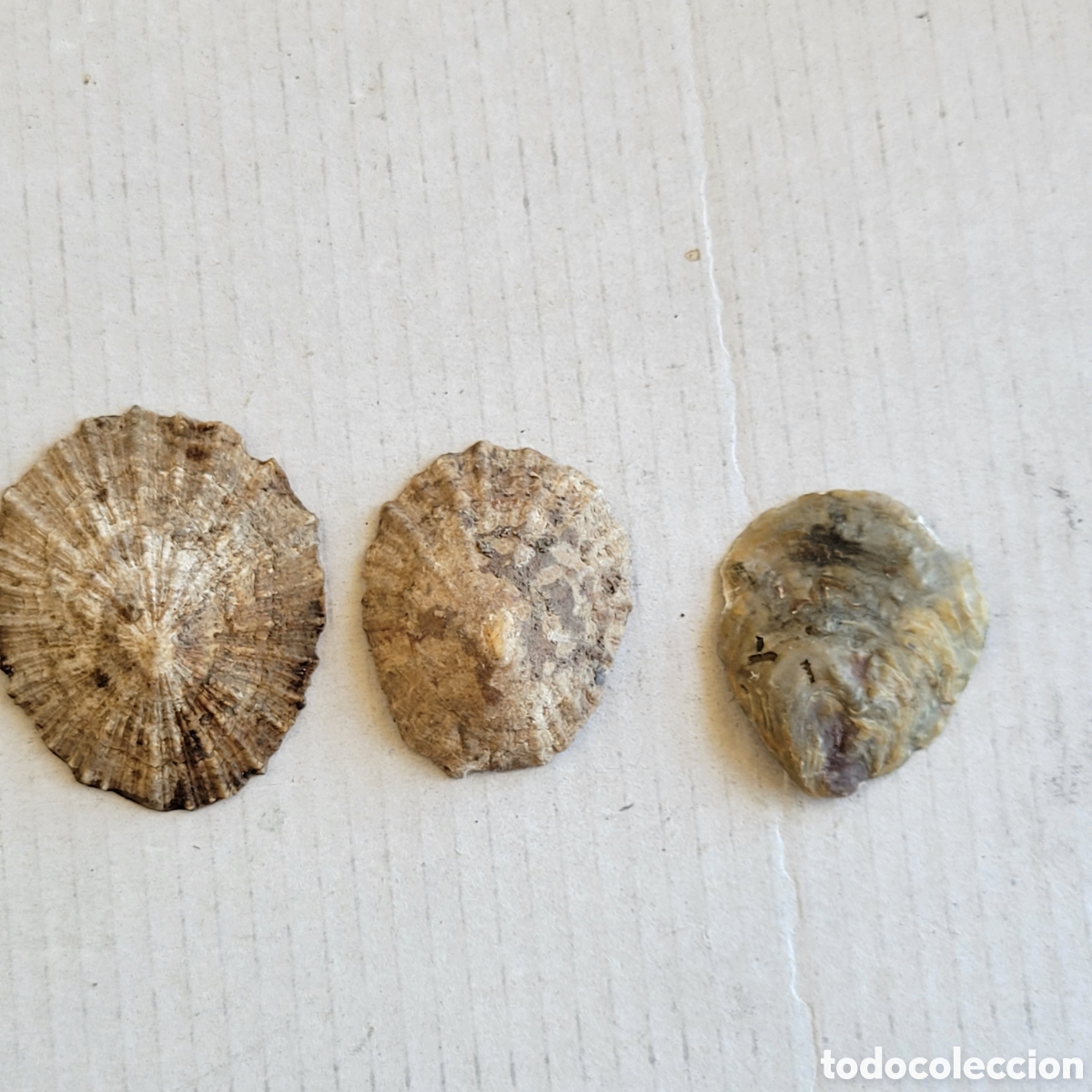 Coleccionismo de f&oacute;siles: Lapas y ostra prehistoricas