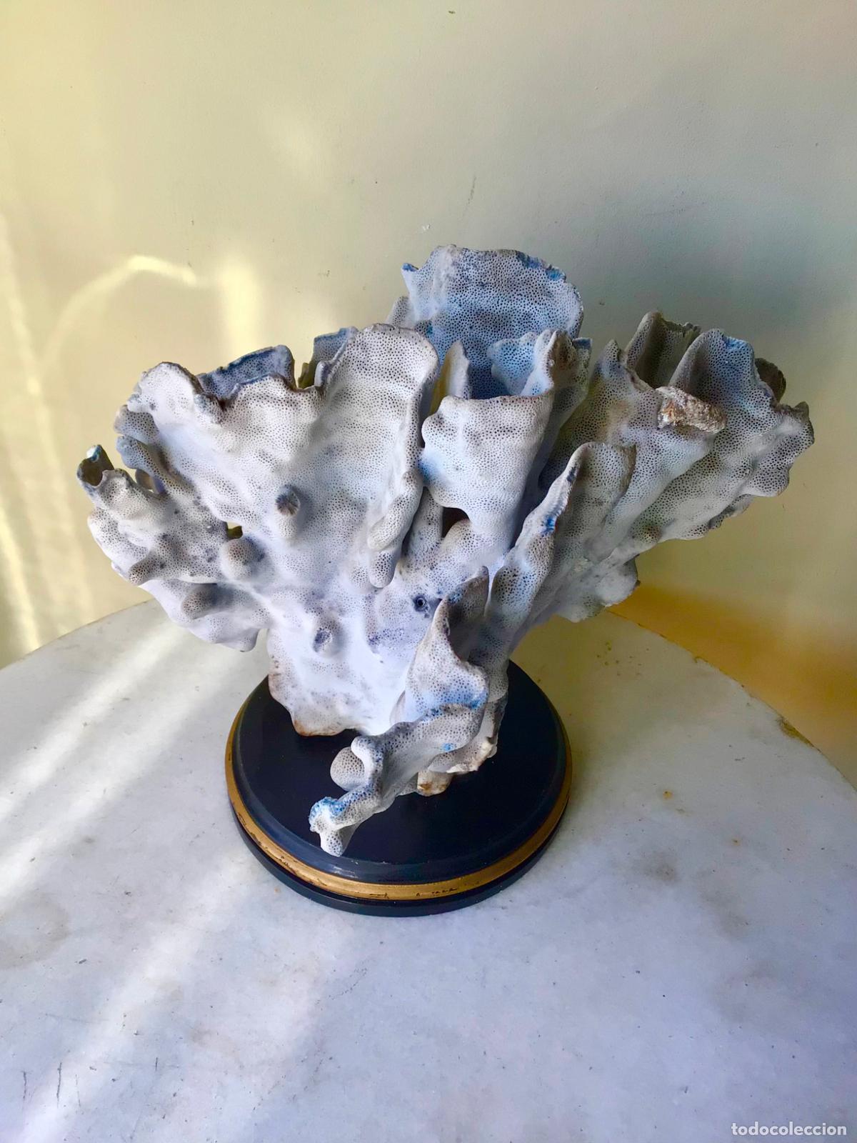 Colecionismo de f&oacute;sseis: ANTIGUO CORAL AZUL NATURAL - GRANDE SOBRE PEANA DE MADERA