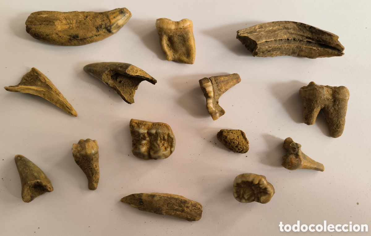 Fossil Collection: F&Oacute;SIL TRECE PIEZAS DENTARIAS DE OSO DE LAS CAVERNAS (URSUS INGRESSUS). PROCEDENTES DE RUMAN&Iacute;A.