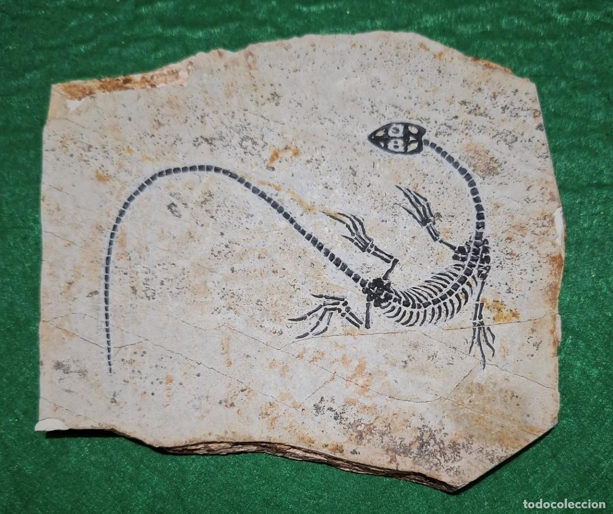 Colecionismo de f&oacute;sseis: Fosil de keichosaurus
