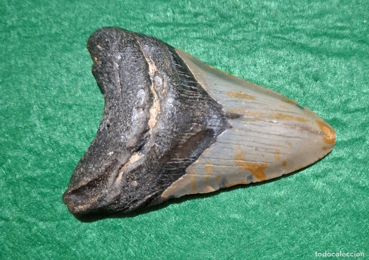 Collezionismo di fossili: Diente fosil de Megalodon de 9 cm