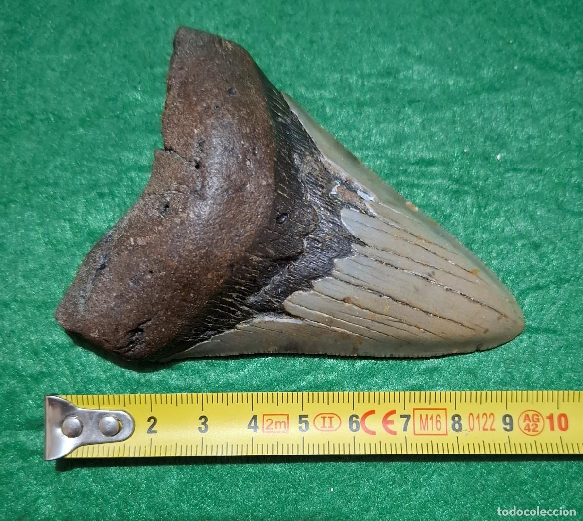 Collezionismo di fossili: Diente fosil de Megalodon de 9,3 cm