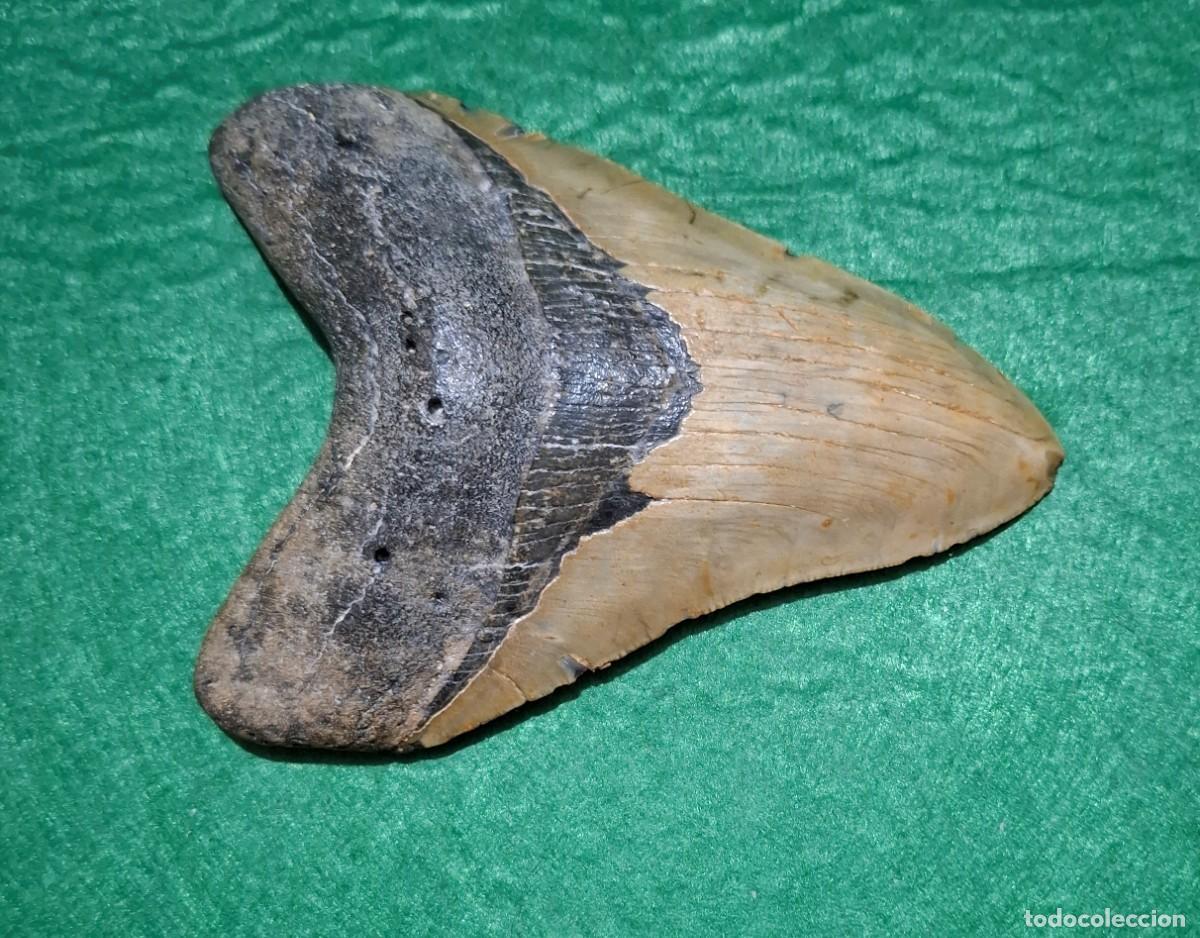 Collezionismo di fossili: Diente de Megalodon de 12 cm