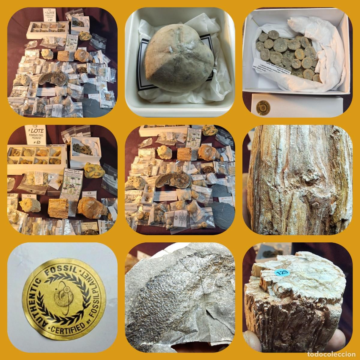 Fossil Collection: OFERTA-OCASI&Oacute;N-OPORTUNIDAD-LOTE - F&Oacute;SILES DEL MUNDO ## 65&hellip;