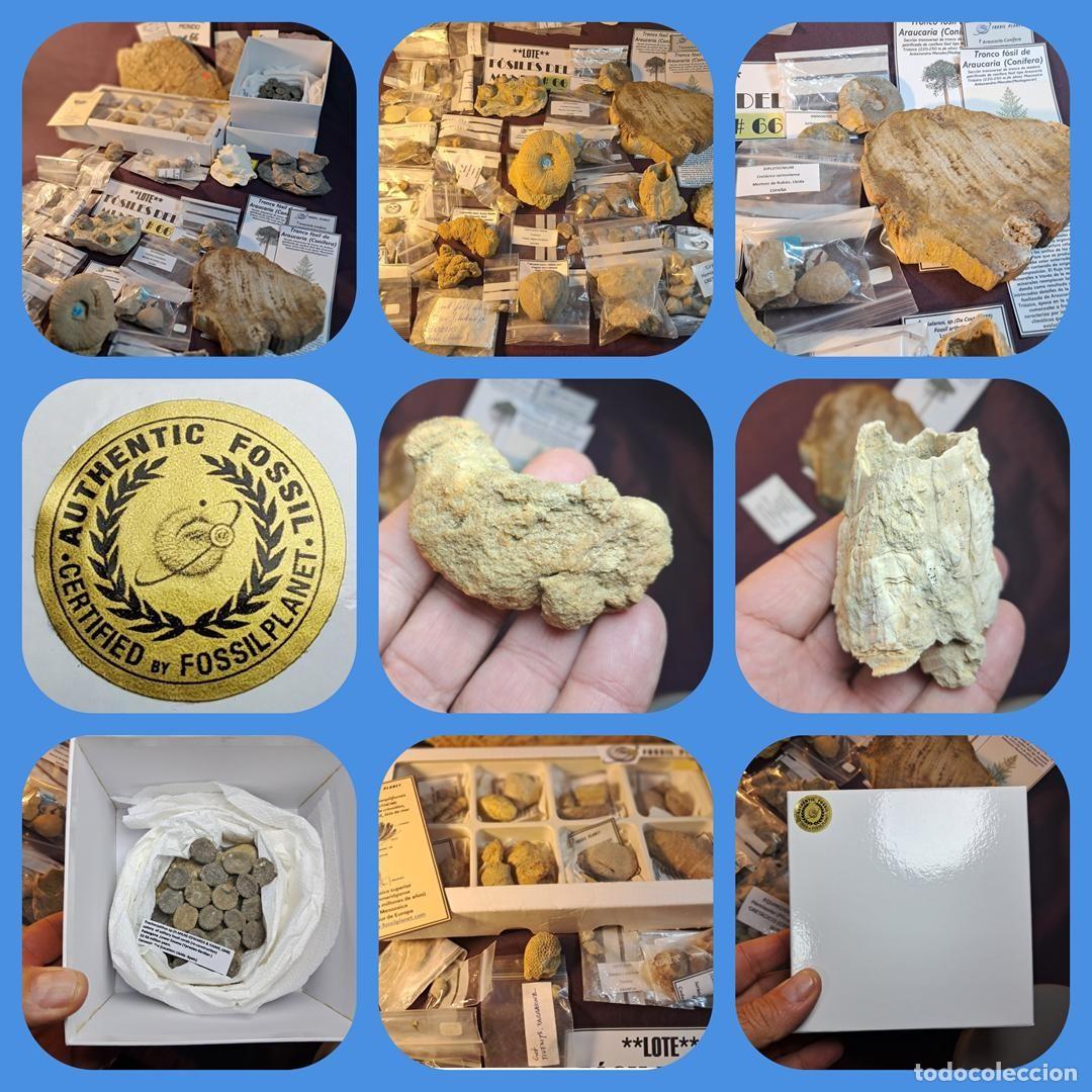 Coleccionismo de f&oacute;siles: OFERTA-OCASI&Oacute;N-OPORTUNIDAD-LOTE - F&Oacute;SILES DEL MUNDO ## 66&hellip;