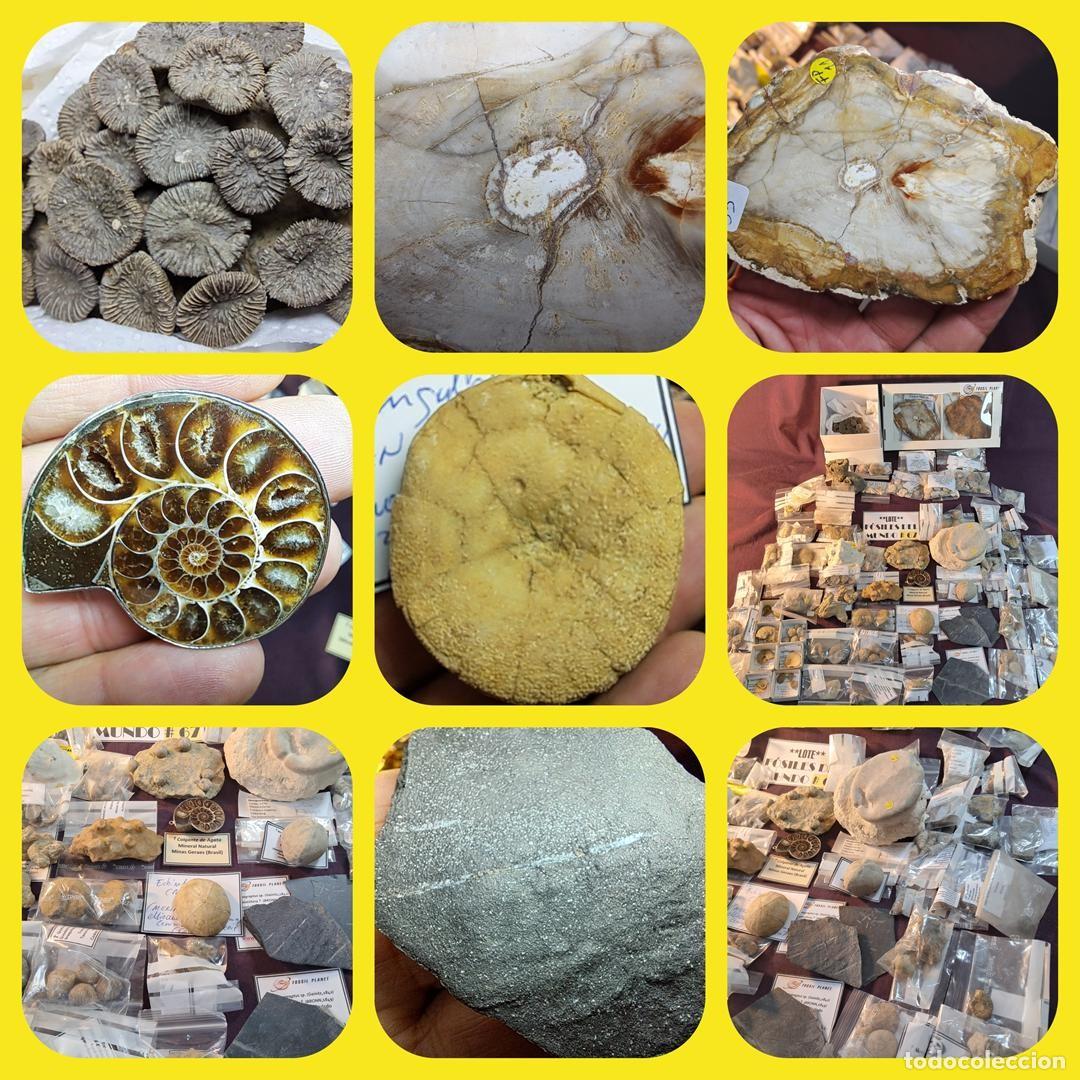 Sammlung von Fossilien: OFERTA-OCASI&Oacute;N-OPORTUNIDAD-LOTE - F&Oacute;SILES DEL MUNDO ## 67&hellip;