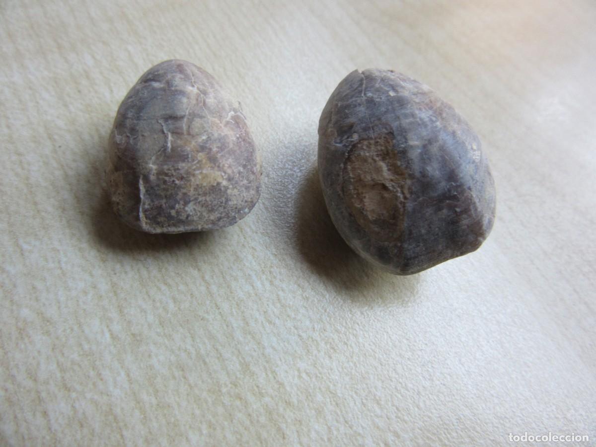 Collectionnisme de fossiles: 2 conchas f&oacute;siles Medidas 2,6 x 1,7 x1,4 y 2,2 x 1,7 x1,3 cm