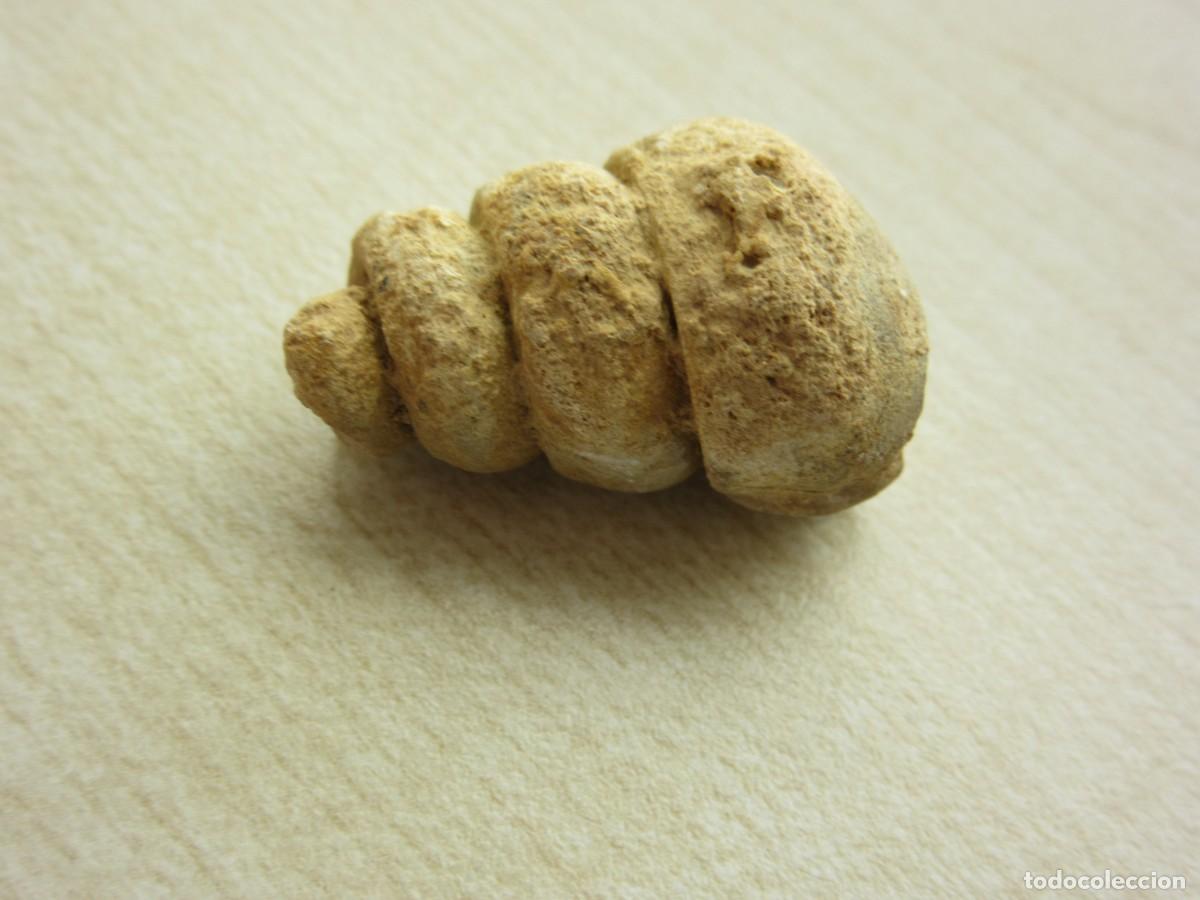 Collectionnisme de fossiles: Concha f&oacute;sil Medidas 2,6 x 1,4 cm