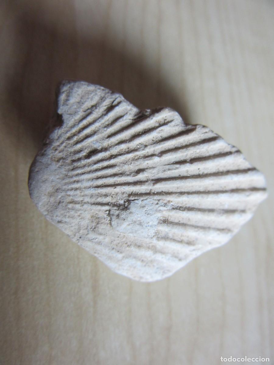 Colecionismo de f&oacute;sseis: Concha f&oacute;sil Medidas 4,1 x 3,2 cm
