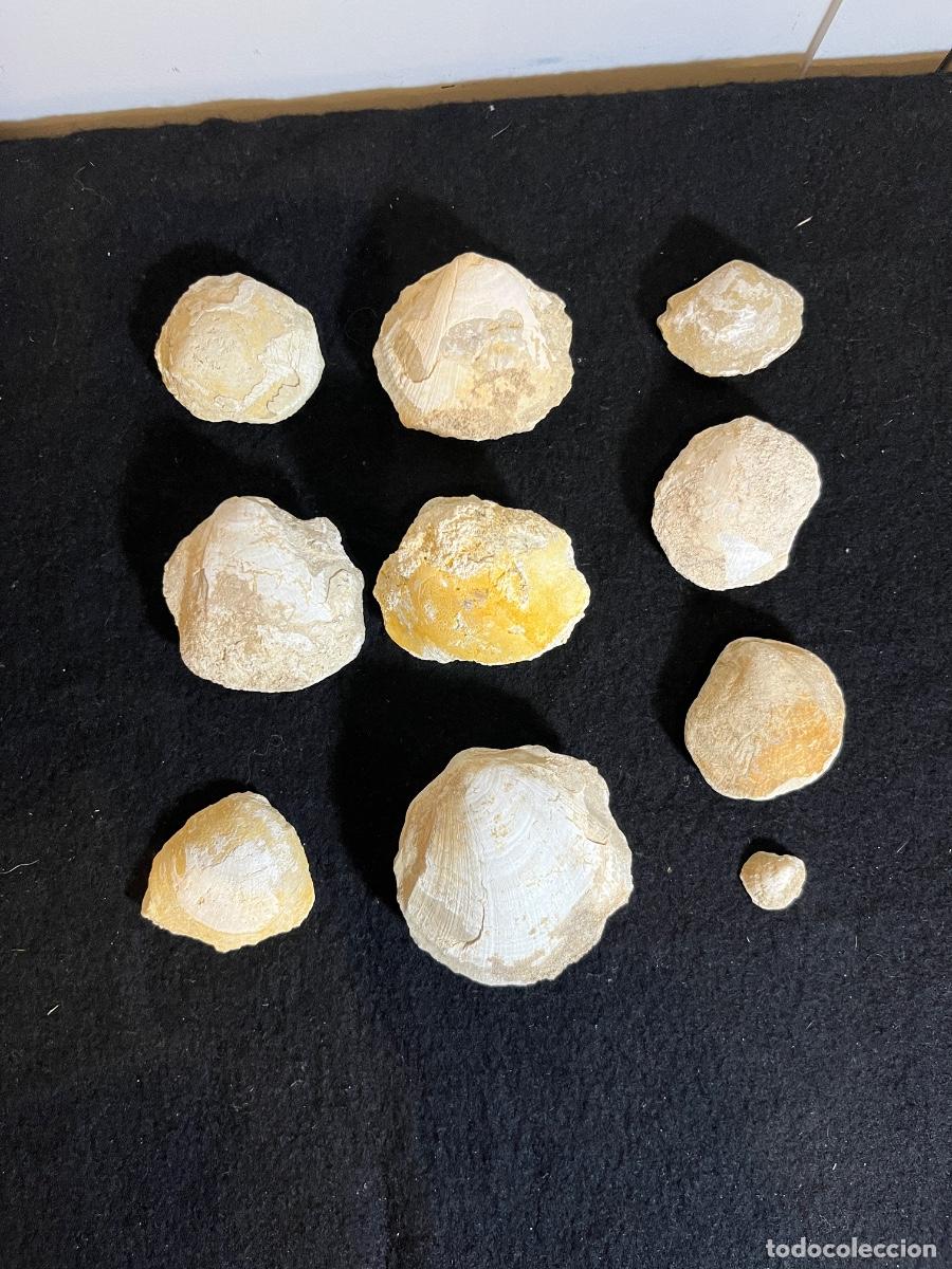 Collectionnisme de fossiles: Lote f&oacute;siles marinos bivalvos antiguos colecci&oacute;n geolog&iacute;a paleontolog&iacute;a vintage