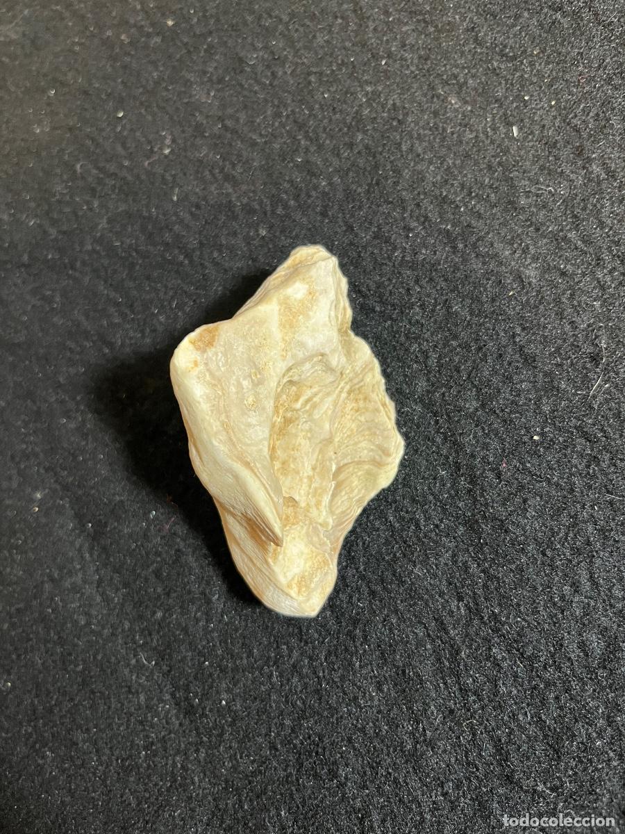 Colecionismo de f&oacute;sseis: F&oacute;sil marino ostra bivalvo antiguo colecci&oacute;n paleontolog&iacute;a mineral vintage