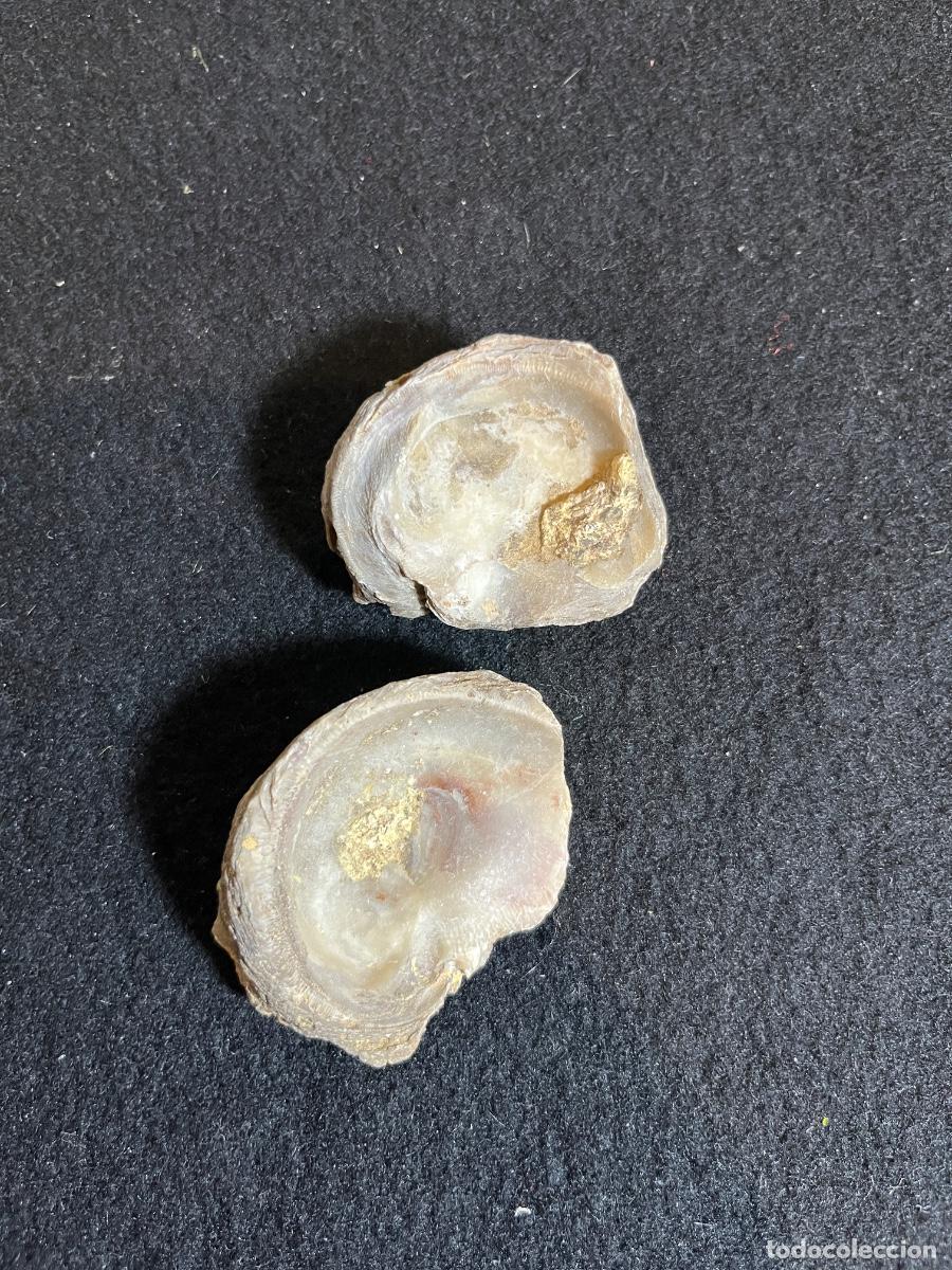 Collectionnisme de fossiles: Lote f&oacute;siles bivalvos marinos Anomia ostras antiguas paleontolog&iacute;a colecci&oacute;n