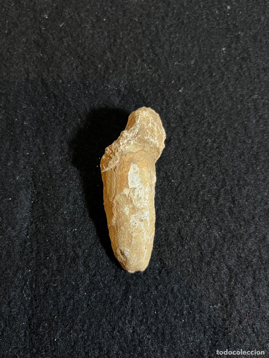 Collectionnisme de fossiles: F&oacute;sil rudista marino antiguo molde interno cret&aacute;cico paleontolog&iacute;a vintage