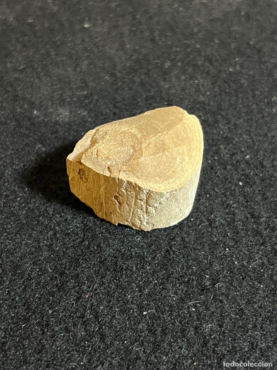 Collectionnisme de fossiles: F&oacute;sil bivalvo marino antiguo molusco f&oacute;sil paleontolog&iacute;a colecci&oacute;n vintage natural