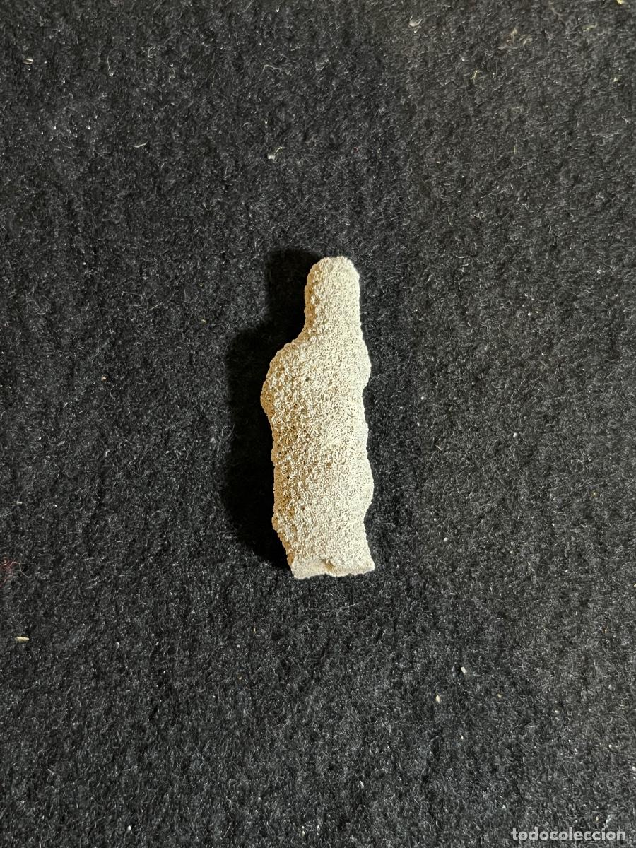 Colecionismo de f&oacute;sseis: Esponja marina f&oacute;sil antigua por&iacute;fero calcificado paleontolog&iacute;a colecci&oacute;n vintage