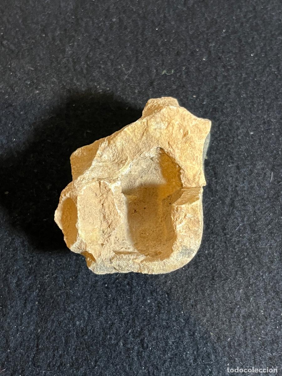Colecionismo de f&oacute;sseis: F&oacute;sil bivalvo impronta marina molde negativo paleontolog&iacute;a vintage colecci&oacute;n geolog&iacute;a