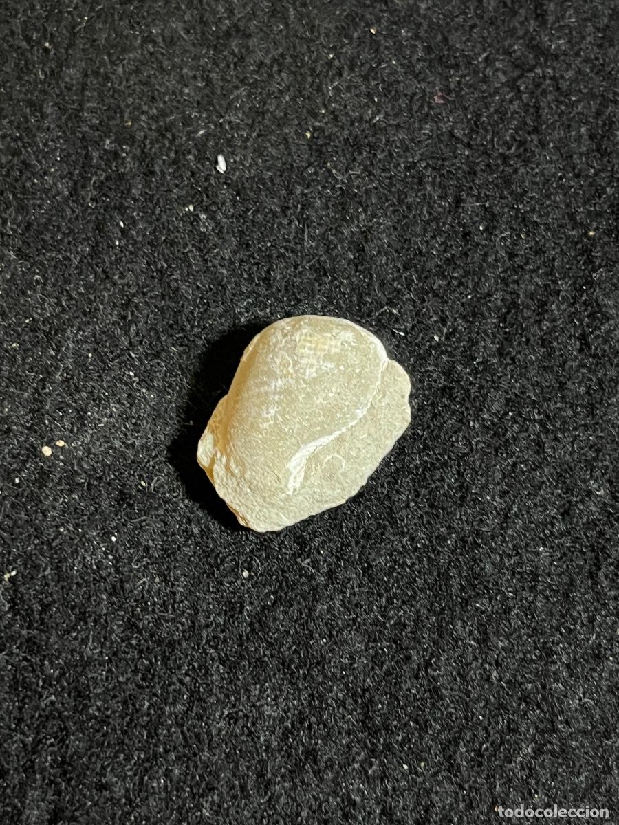Colecionismo de f&oacute;sseis: Gaster&oacute;podo f&oacute;sil steinkern molde interno marino paleontolog&iacute;a vintage colecci&oacute;n