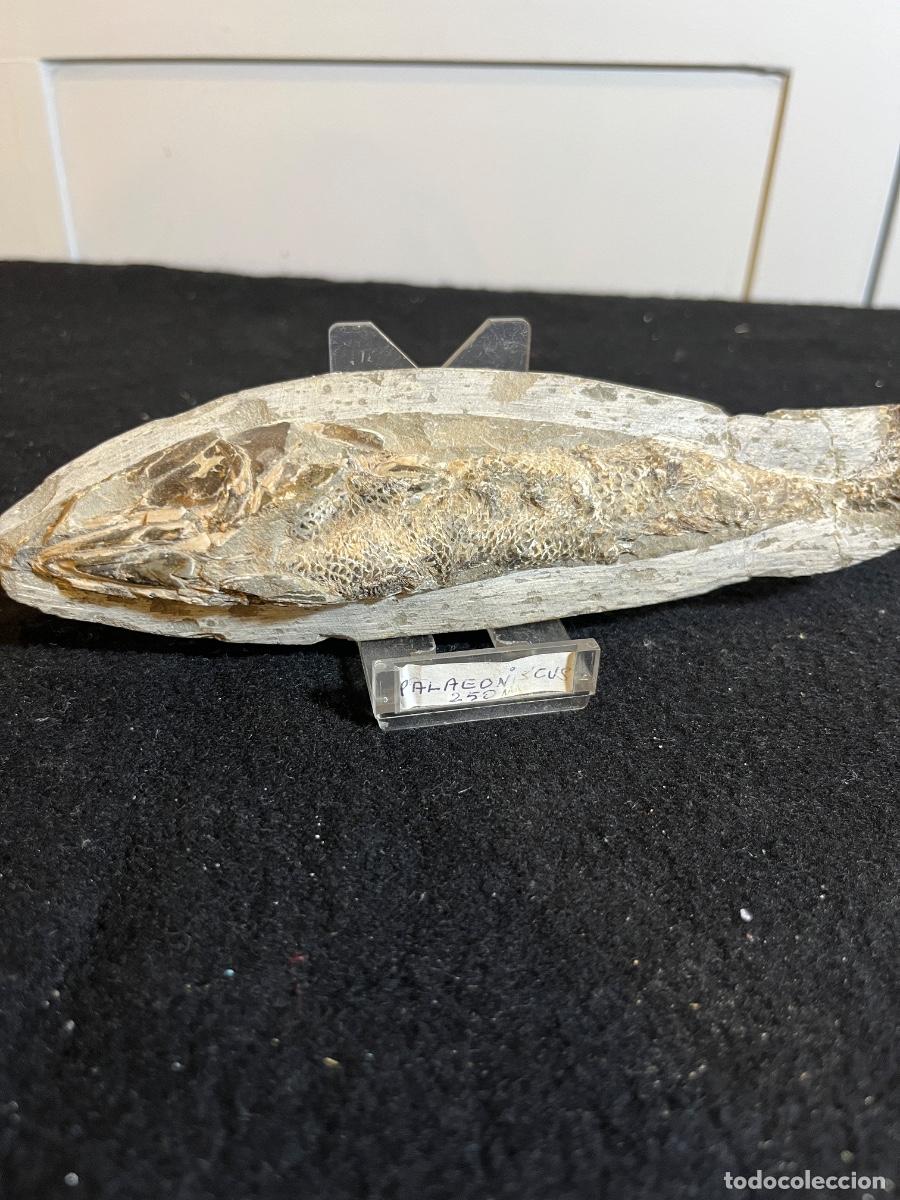 Colecionismo de f&oacute;sseis: Pez f&oacute;sil Rhacolepis original Brasil Formaci&oacute;n Santana paleontolog&iacute;a colecci&oacute;n Cret&aacute;cico