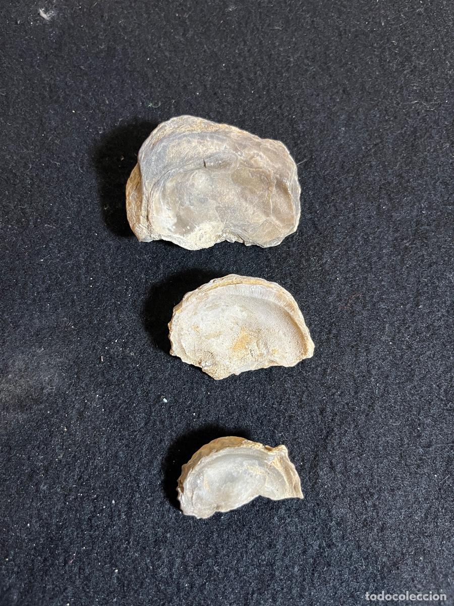 Colecionismo de f&oacute;sseis: Lote ostras f&oacute;siles marinas bivalvos Ostreidae paleontolog&iacute;a vintage colecci&oacute;n natural